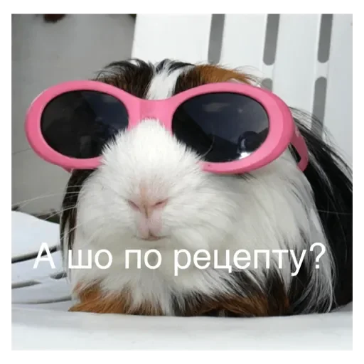 mammal animal indoor