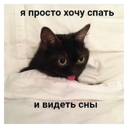 small to medium-sized cats cat domestic cat