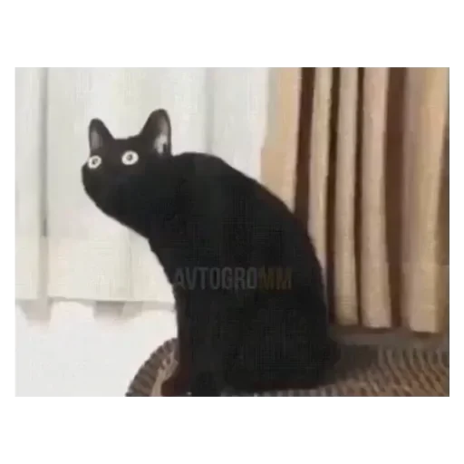 animal mammal small to medium-sized cats