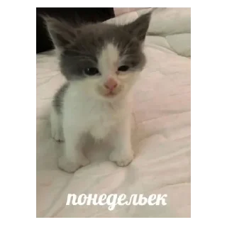 Sticker Хуйня какая-то - 5