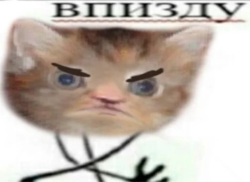 text cat domestic cat