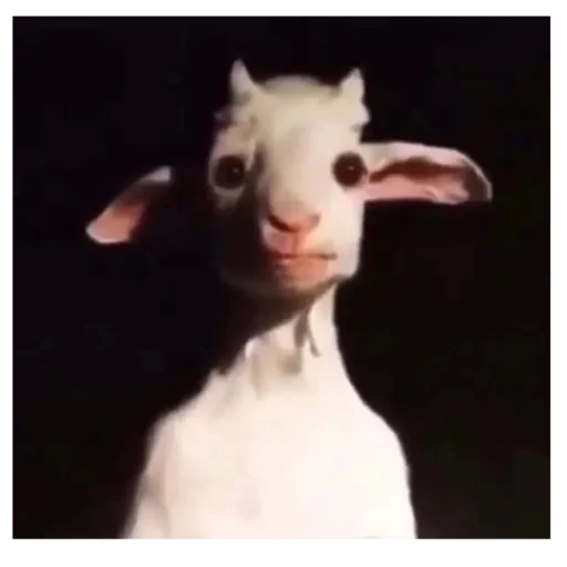 Стикер HuyMoshonkaObed - 1