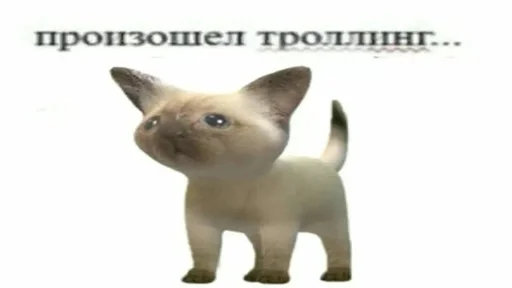 домашняя кошка млекопитающее кошка
