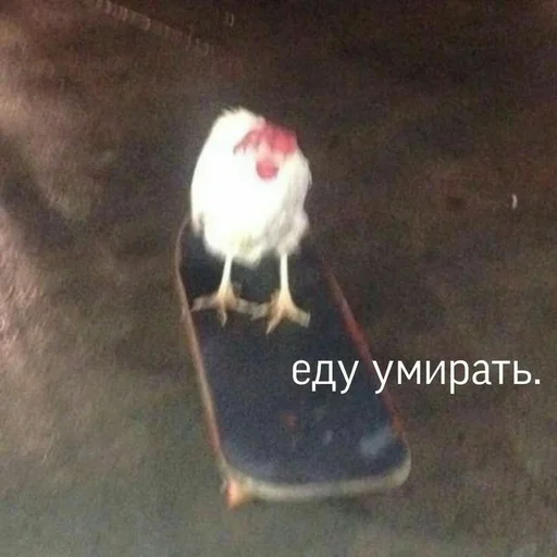 skateboard ground outdoor