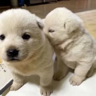 Sticker Больше стиков тут: @stikery4 - 8