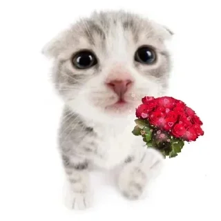 Sticker Стикеры: @sticktalkru - 8