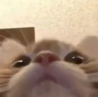 Стикер Хы бля 2.0 - 11