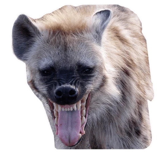 млекопитающее животное рыло