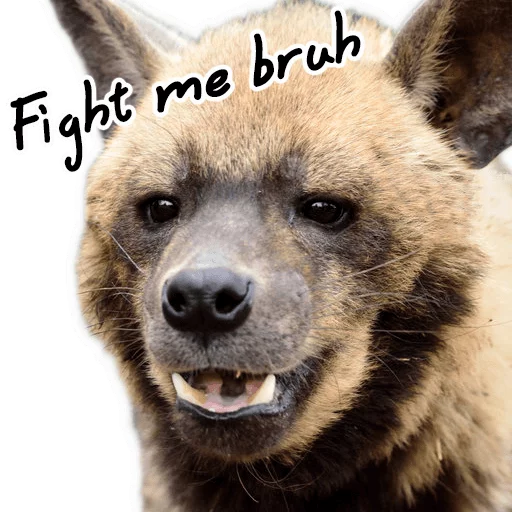 млекопитающее животное рыло