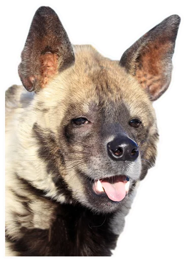 млекопитающее животное рыло