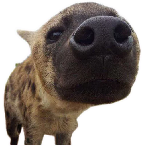 животное млекопитающее рыло