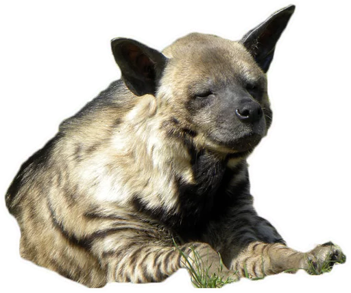 животное млекопитающее гиена