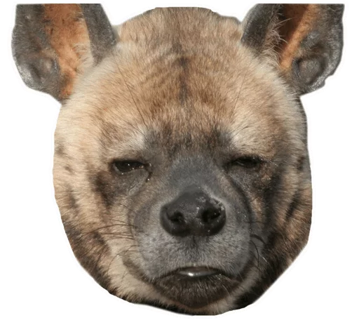 млекопитающее животное рыло