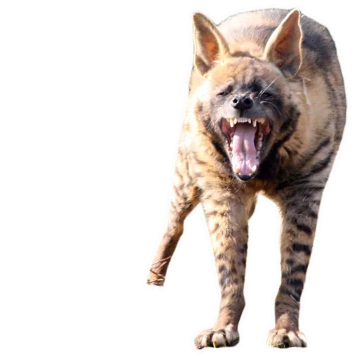 животное млекопитающее рыло