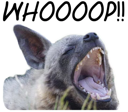 млекопитающее животное рыло