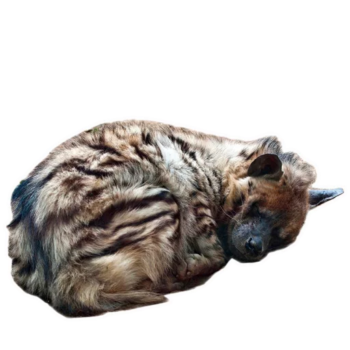 животное млекопитающее гиена