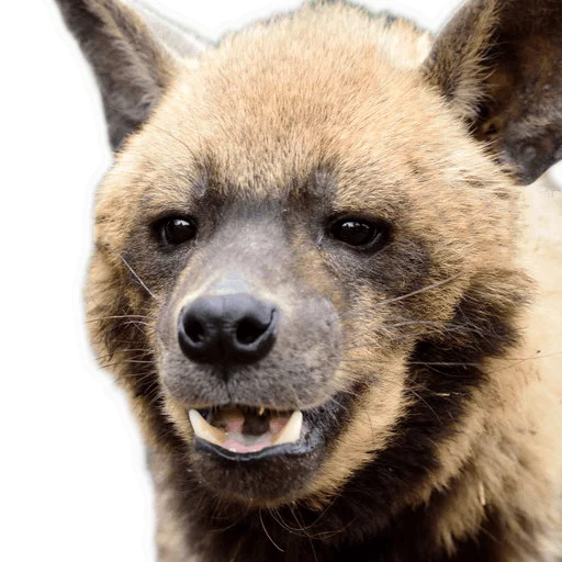 млекопитающее животное рыло