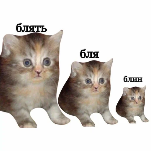 cat domestic cat mammal