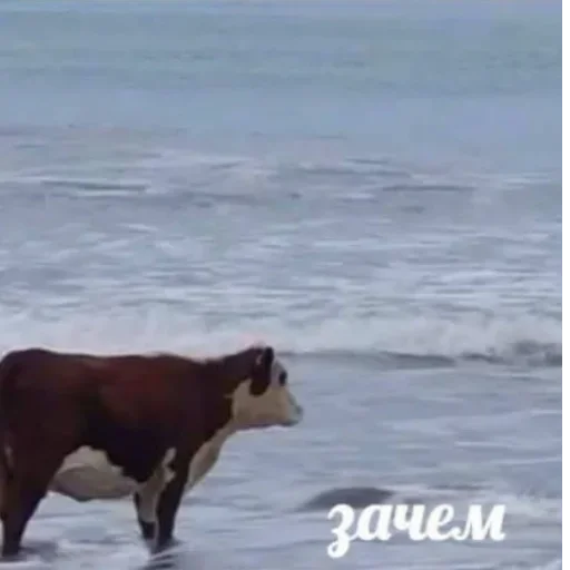 animal mammal cattle