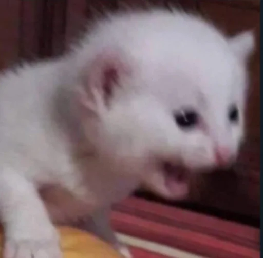 Стикер туц тыц туц тыц :: @fStikBot - 11