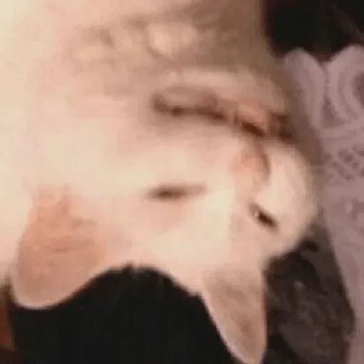 животное млекопитающее кошка