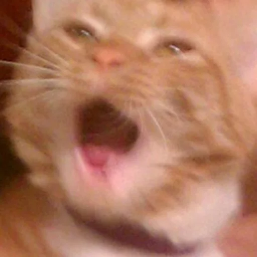 млекопитающее животное кошка