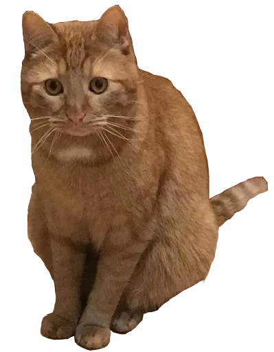 животное млекопитающее кошка