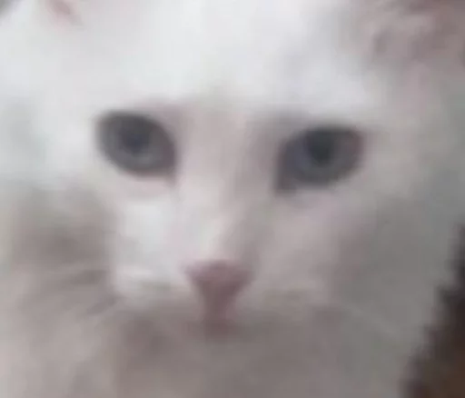 млекопитающее животное кошка