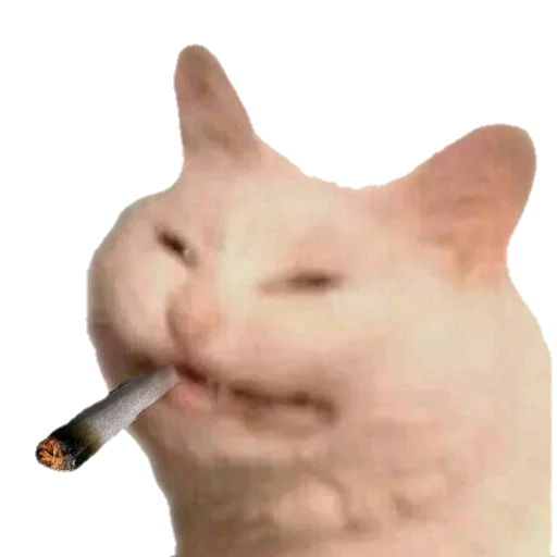 кошка кошки малого и среднего размера домашняя кошка