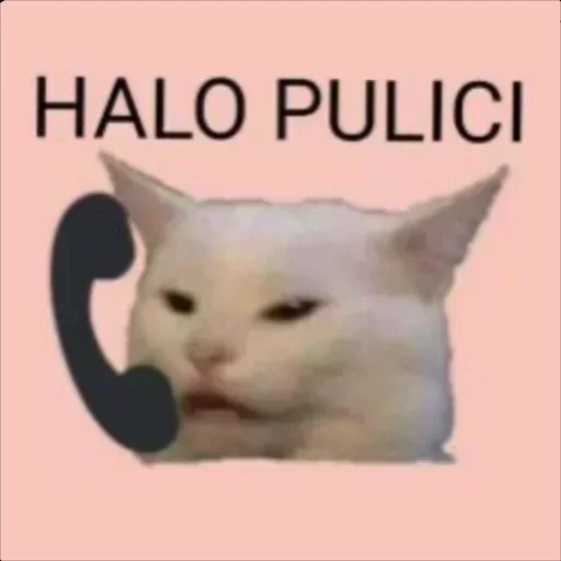 text animal small to medium-sized cats