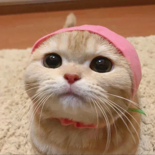 cat small to medium-sized cats mammal