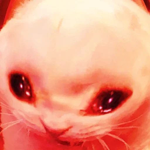 animal closeup mammal