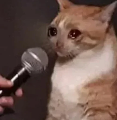 mammal animal microphone