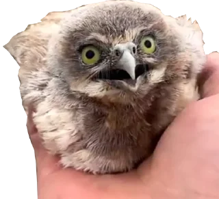 Стикер Hysteric birds - 10