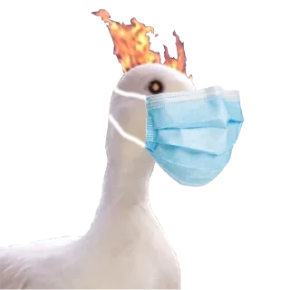 Стикер Hysteric birds - 4