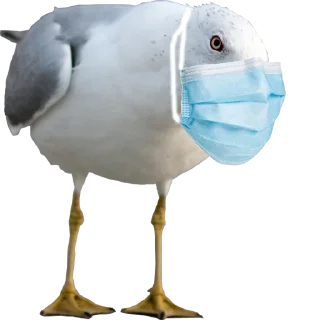 Стикер Hysteric birds - 3