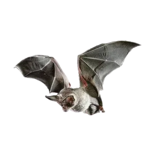 Sticker IBZHRJBSIK_by_sticker_v_bot - 1