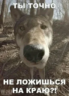 Стикер Больше стикеров 👉🏻 @stickertg4 - 10