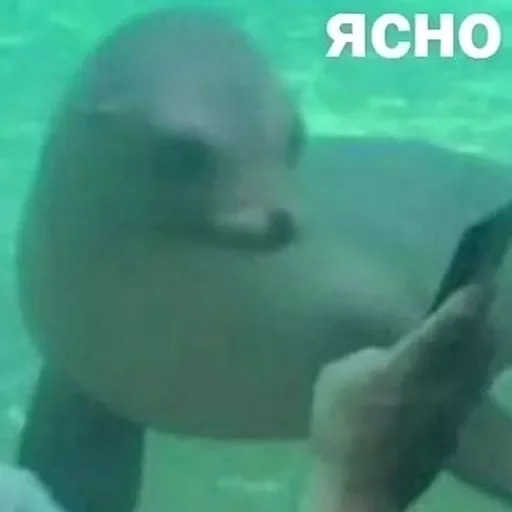 Sticker ШУЕ ППШ - 2