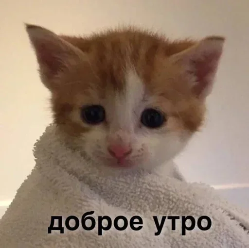 Стикер IIoxcgOo_by_stickers_stealer_bot - 1