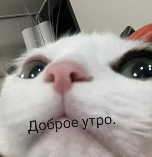 Стикер IIoxcgOo_by_stickers_stealer_bot - 1