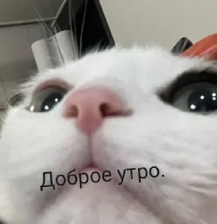 Стикер Стикеры @stikerk877 - 2