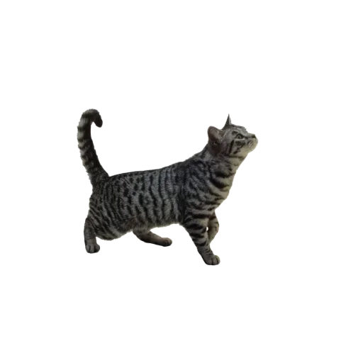 Стикер IJPOFHKQSM_by_stikerykkk_bot - 1