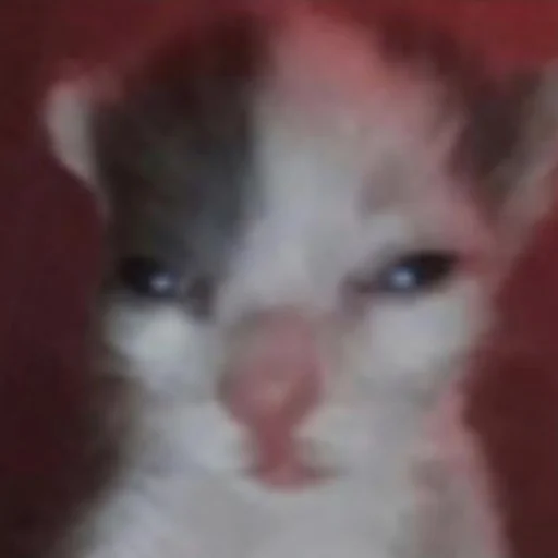 Sticker ILoveYouMyCuteCat - 1