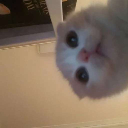 Sticker ILoveYouMyCuteCat - 1