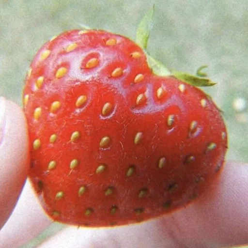 berry fruit strawberry