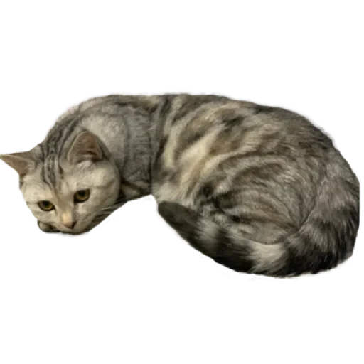 Sticker лучший в мире пак by @stqrapp - 11