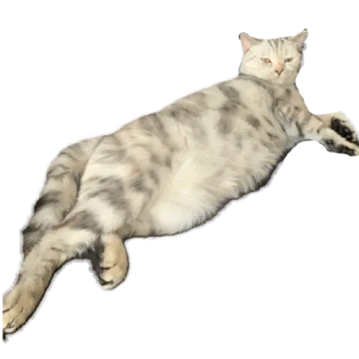 Sticker лучший в мире пак by @stqrapp - 8