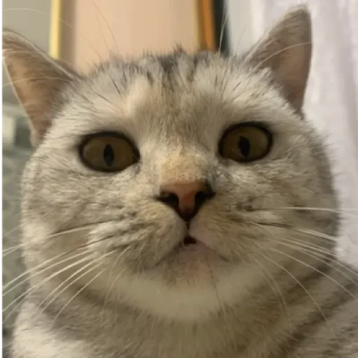 Sticker лучший в мире пак by @stqrapp - 6