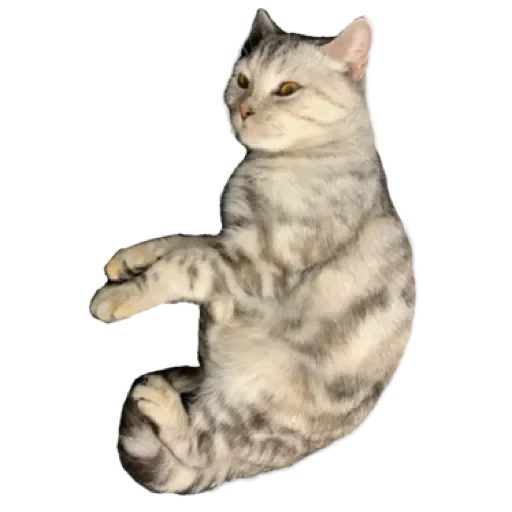 Sticker лучший в мире пак by @stqrapp - 5